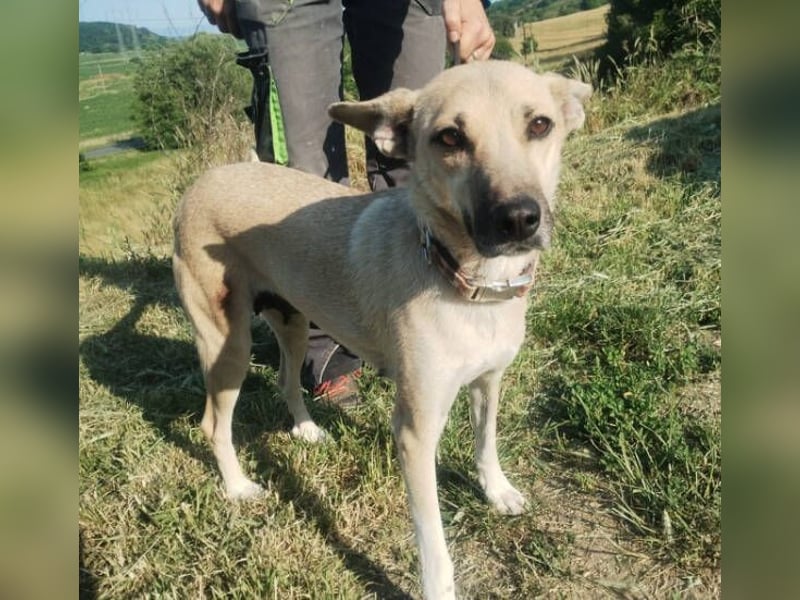 Lajka, Mischling