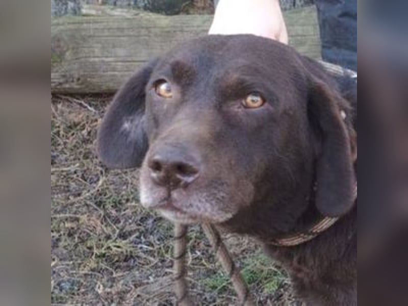 Bonnie, Mini Labrador Mischling