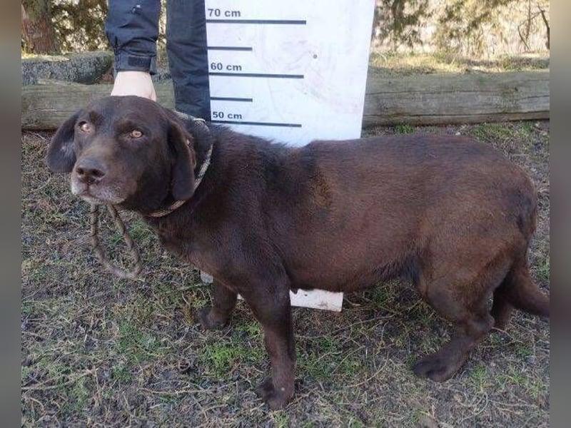 Bonnie, Mini Labrador Mischling