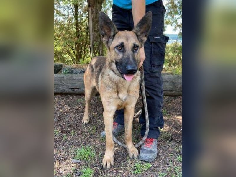 Thea2, Schäferhund Mischling