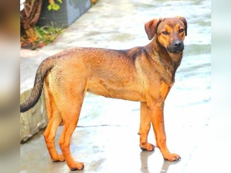 Malena, Mischling