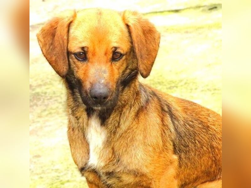Jeane, Mischling
