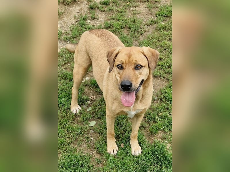 Daisy, Rhodesian Ridgeback Mischling