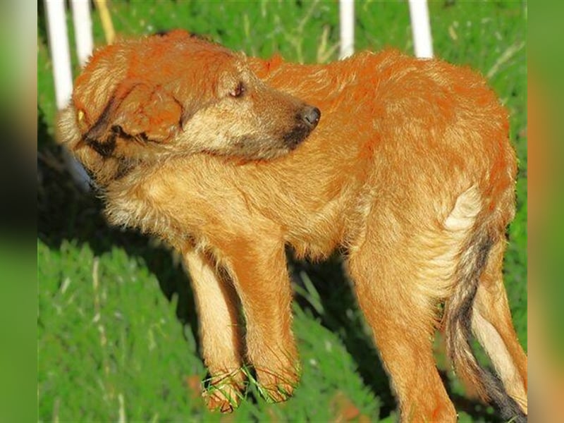 Lola 3, Mischling
