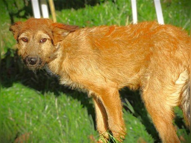 Lola 3, Mischling