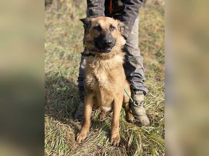 Thea2, Schäferhund Mischling