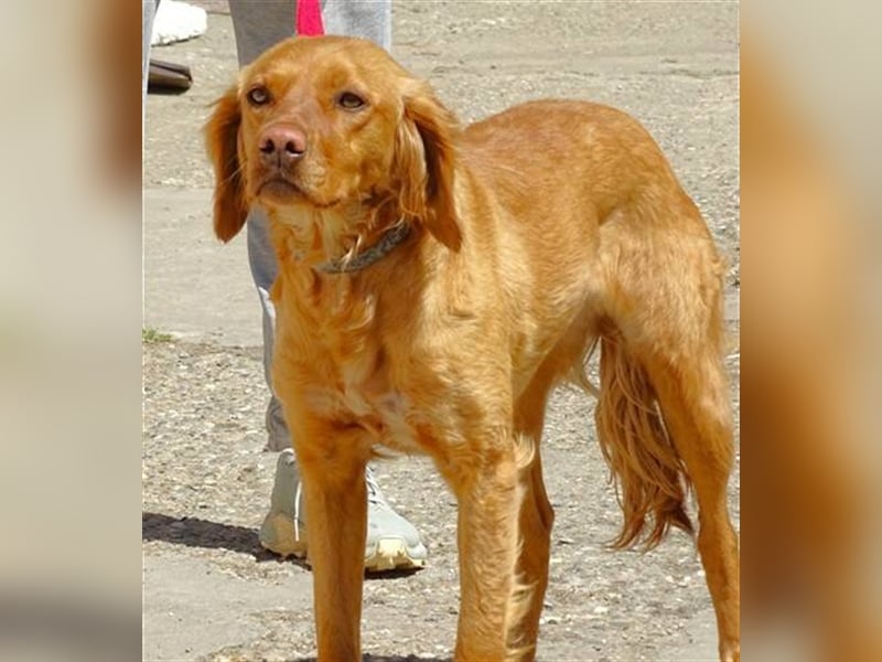 Kim, Setter Mischling