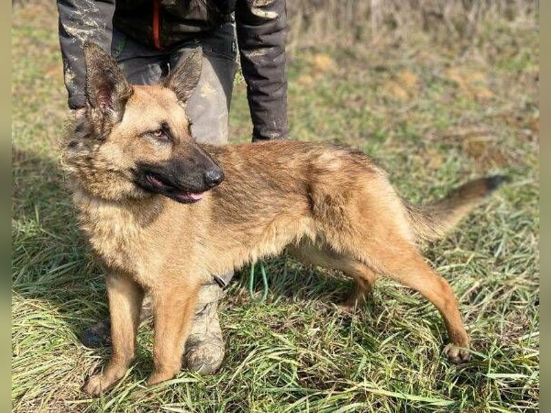 Thea2, Schäferhund Mischling