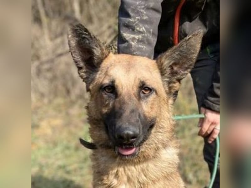 Thea2, Schäferhund Mischling