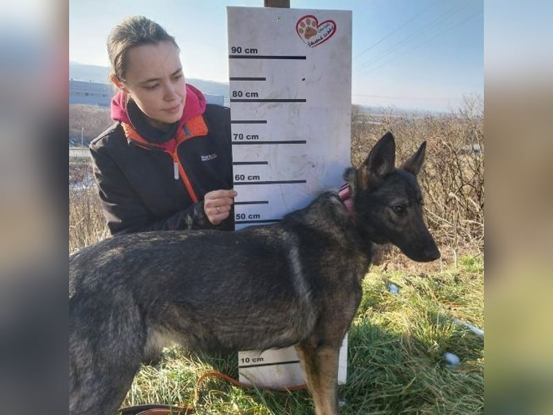 Zoya, Schäferhund Mischling