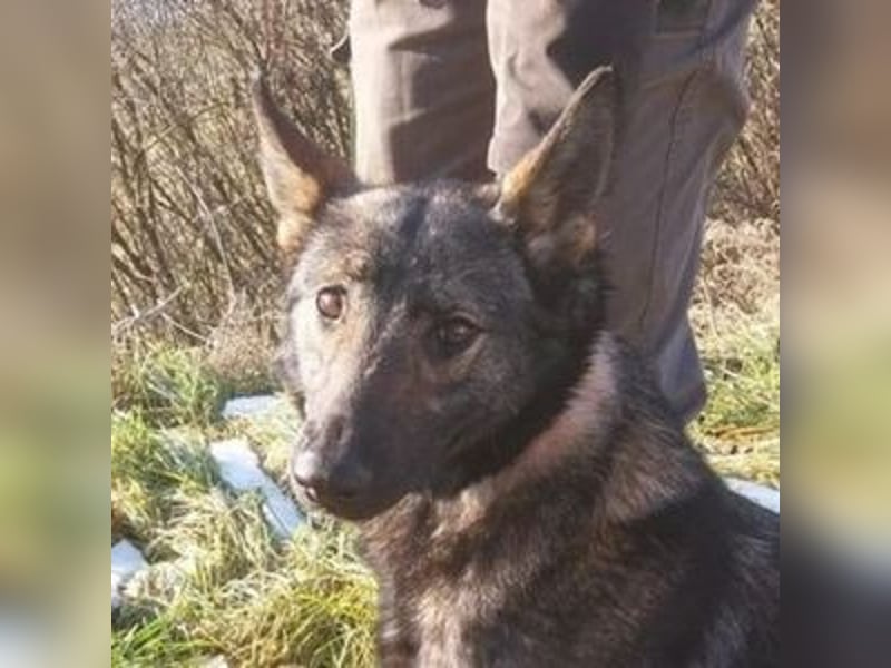 Zoya, Schäferhund Mischling