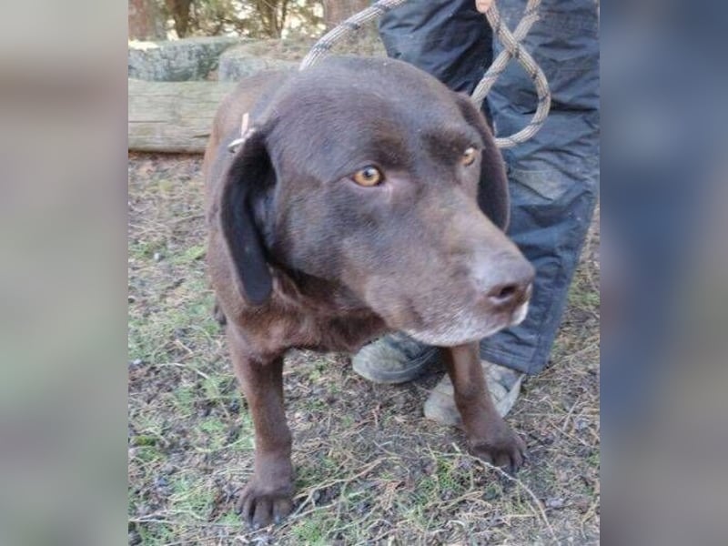 Bonnie, Mini Labrador Mischling