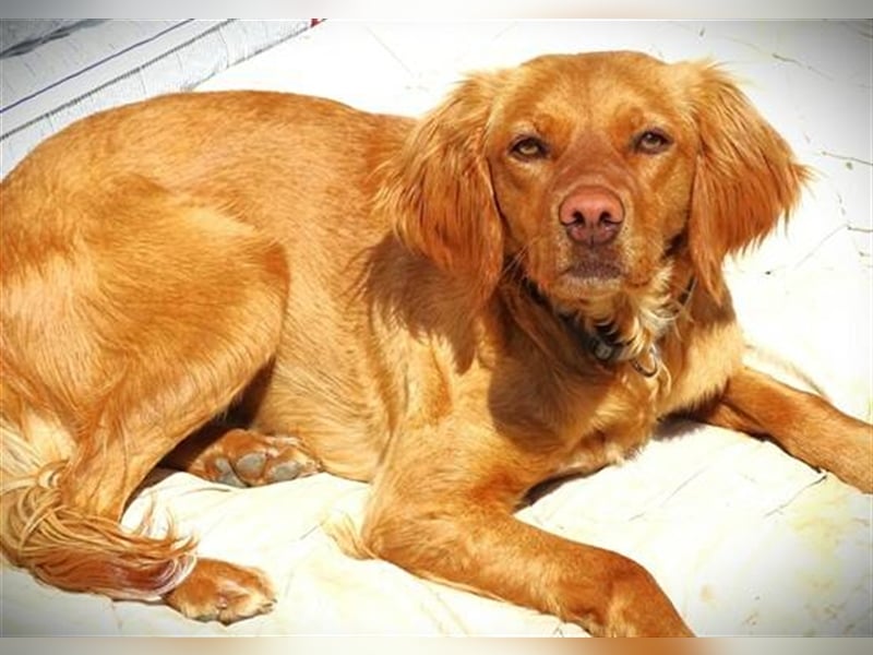 Kim, Setter Mischling