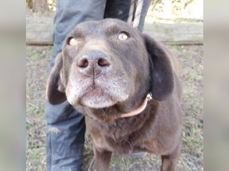 Bonnie, Mini Labrador Mischling