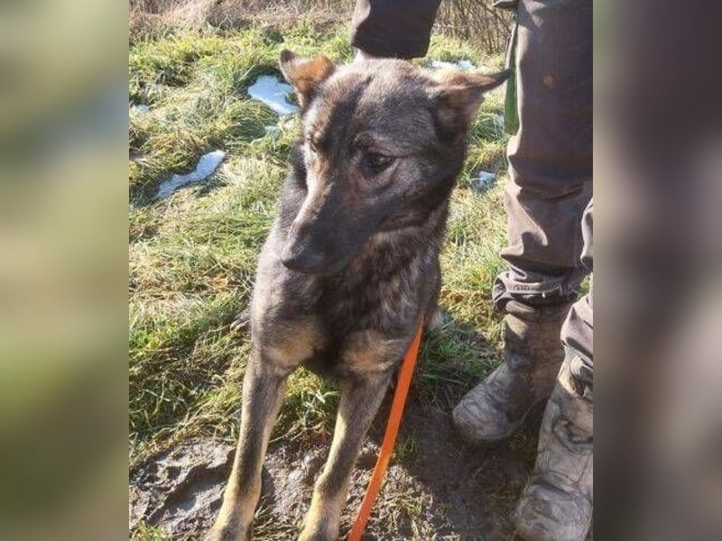 Zoya, Schäferhund Mischling