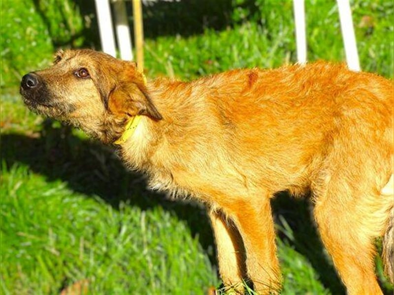 Lola 3, Mischling