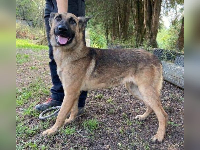 Thea2, Schäferhund Mischling