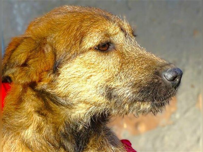 Lola 3, Mischling