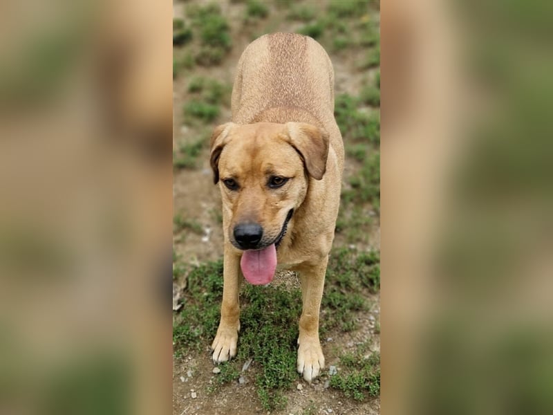 Daisy, Rhodesian Ridgeback Mischling