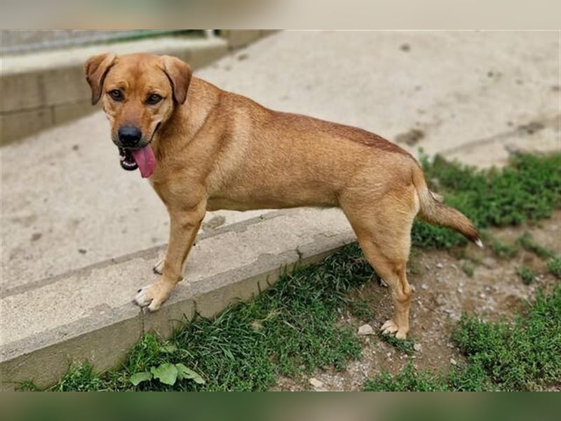 Daisy, Rhodesian Ridgeback Mischling