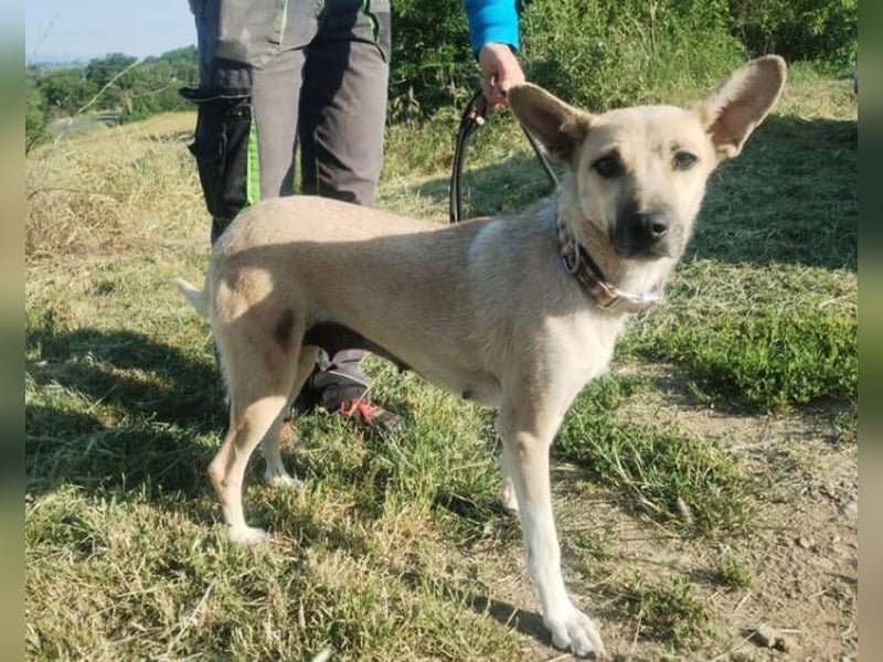 Lajka, Mischling