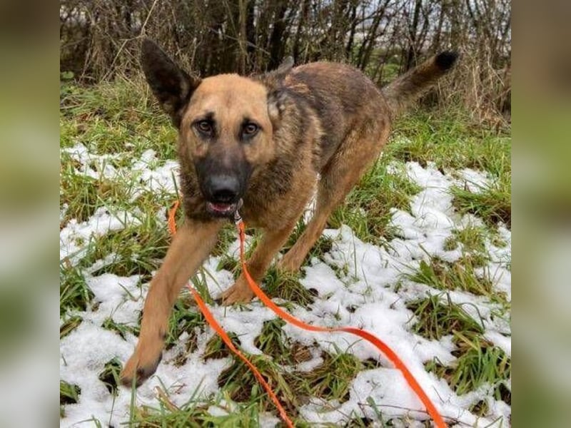 Thea2, Schäferhund Mischling