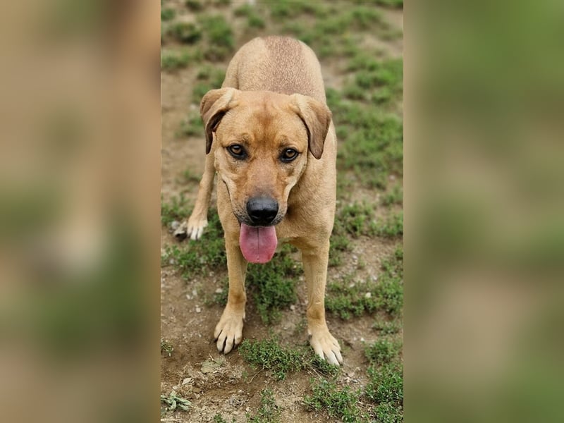 Daisy, Rhodesian Ridgeback Mischling