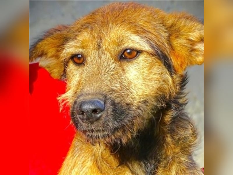 Lola 3, Mischling
