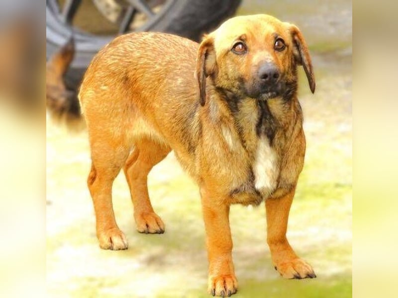 Jeane, Mischling
