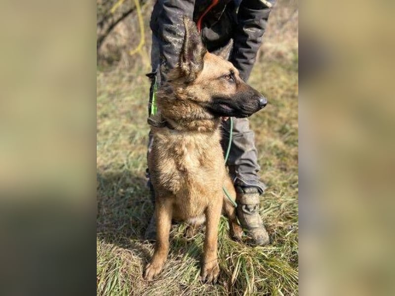 Thea2, Schäferhund Mischling