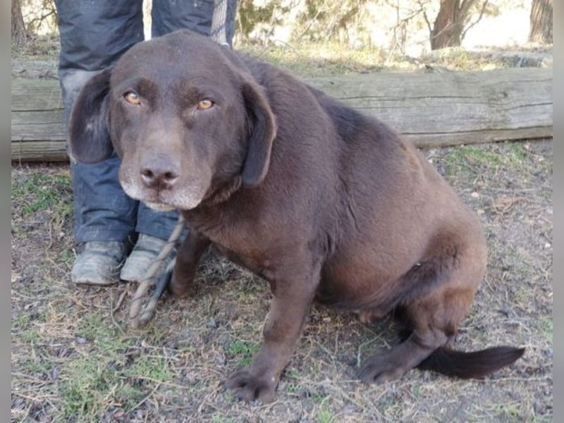 Bonnie, Mini Labrador Mischling