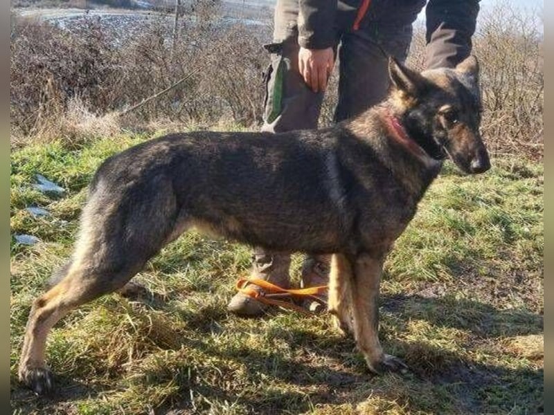 Zoya, Schäferhund Mischling