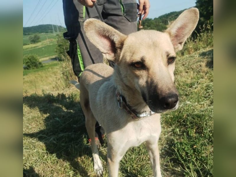 Lajka, Mischling