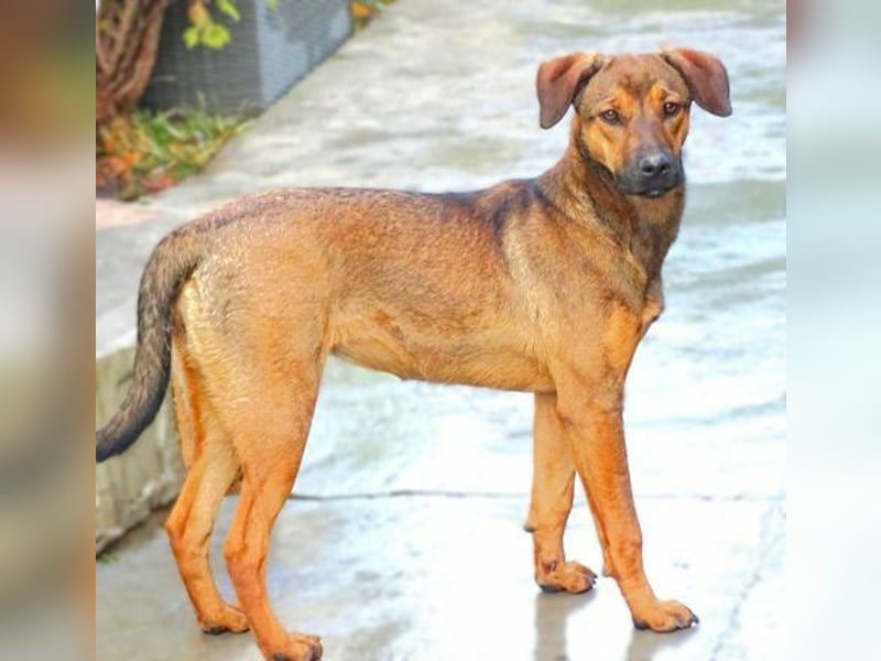 Malena, Mischling