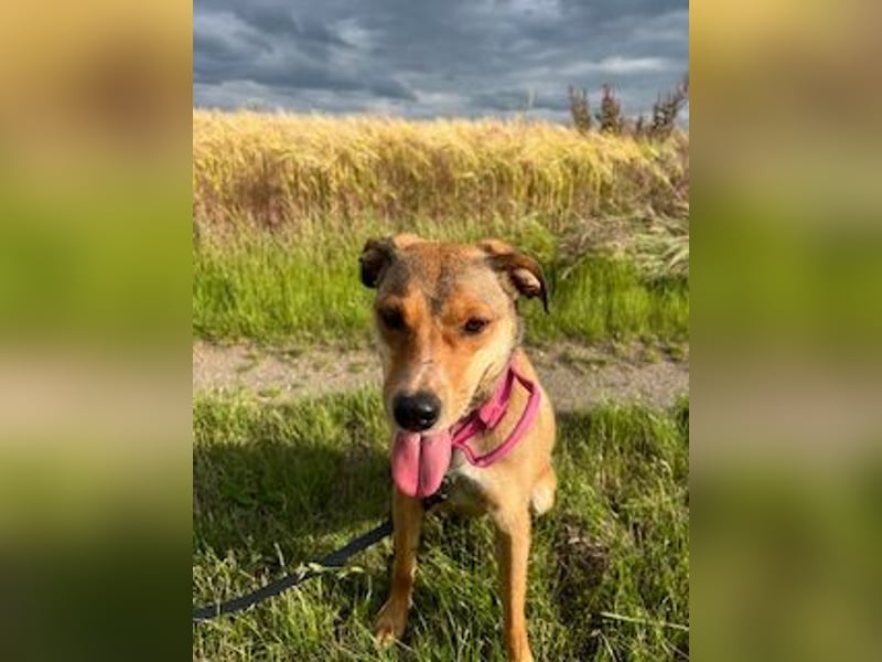 Skylar - befindet sich auf einer Pflegestelle in 56753 Trimbs