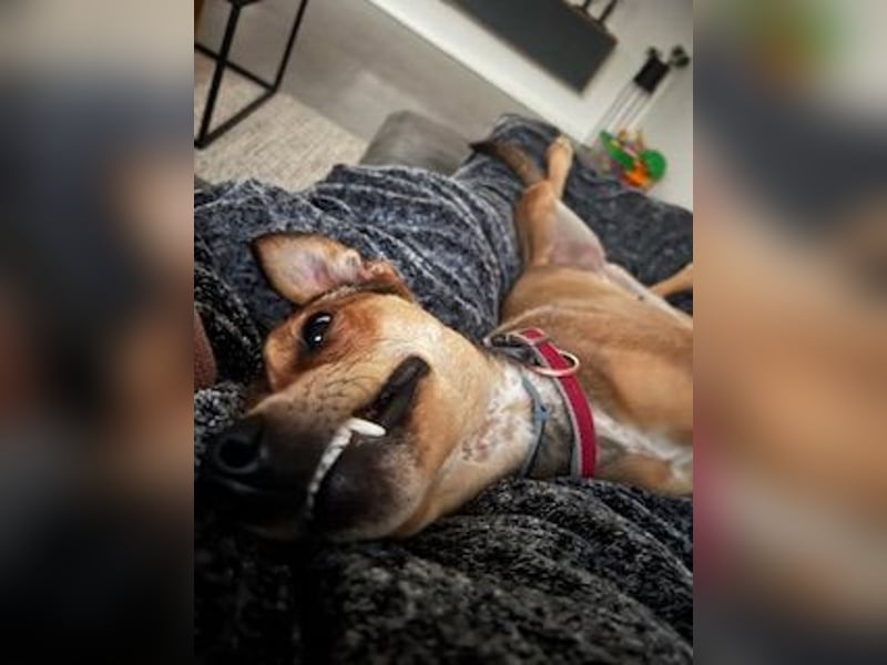 Skylar - befindet sich auf einer Pflegestelle in 56753 Trimbs
