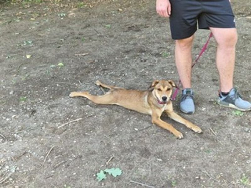 Skylar - befindet sich auf einer Pflegestelle in 56753 Trimbs
