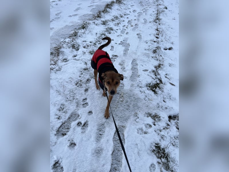 Skylar - befindet sich auf einer Pflegestelle in 56753 Trimbs