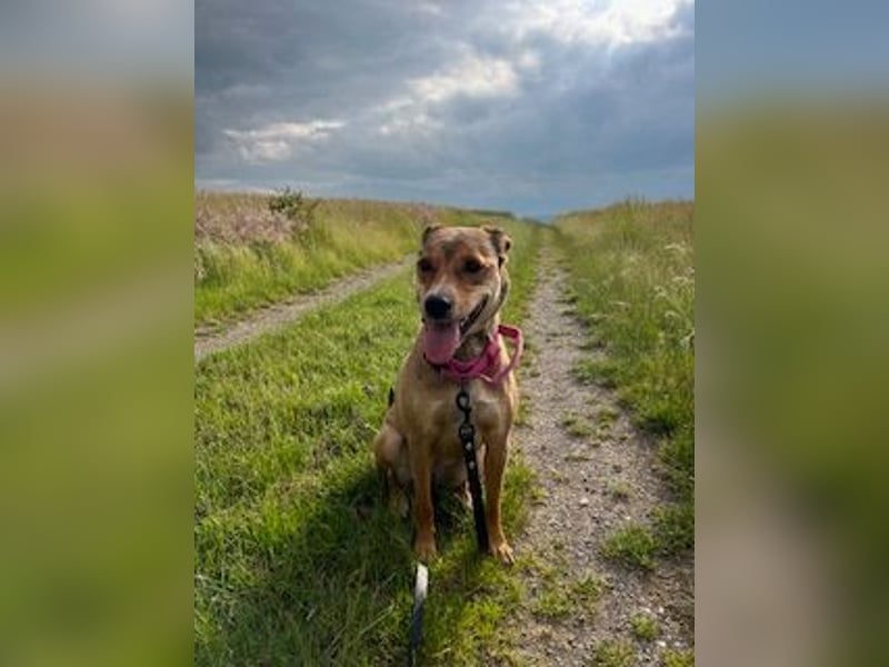 Skylar - befindet sich auf einer Pflegestelle in 56753 Trimbs