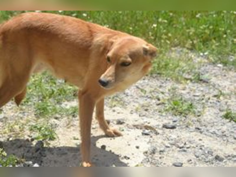 Mel, eine von zwölf zurückgebliebenen Hunden sucht ein neues Zuhause