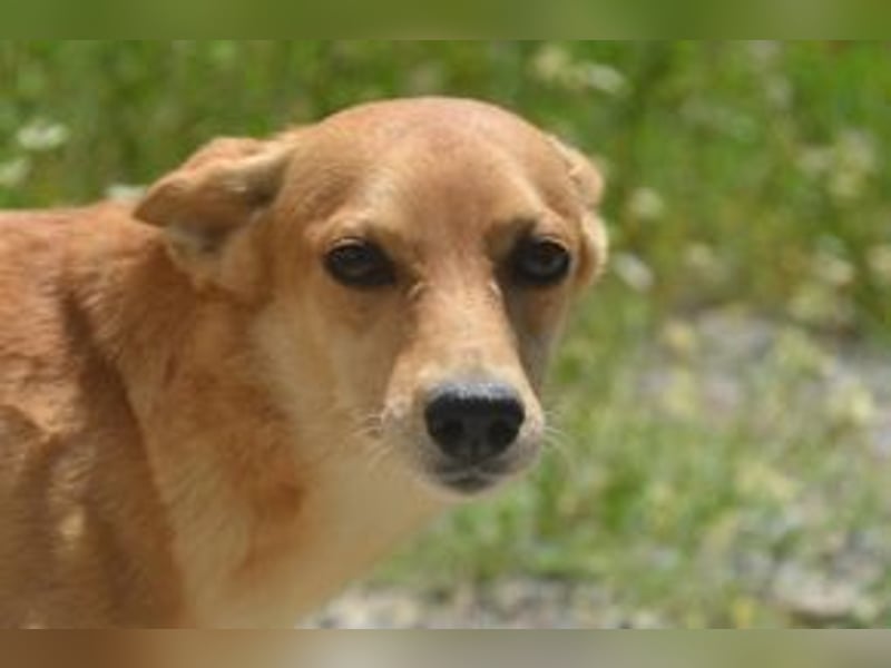 Mel, eine von zwölf zurückgebliebenen Hunden sucht ein neues Zuhause