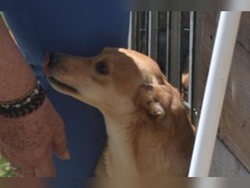 Mel, eine von zwölf zurückgebliebenen Hunden sucht ein neues Zuhause
