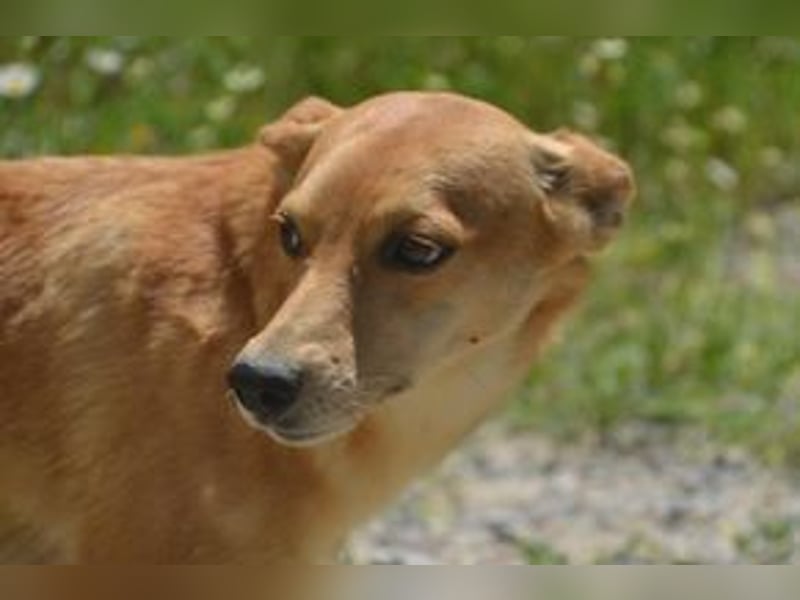 Mel, eine von zwölf zurückgebliebenen Hunden sucht ein neues Zuhause
