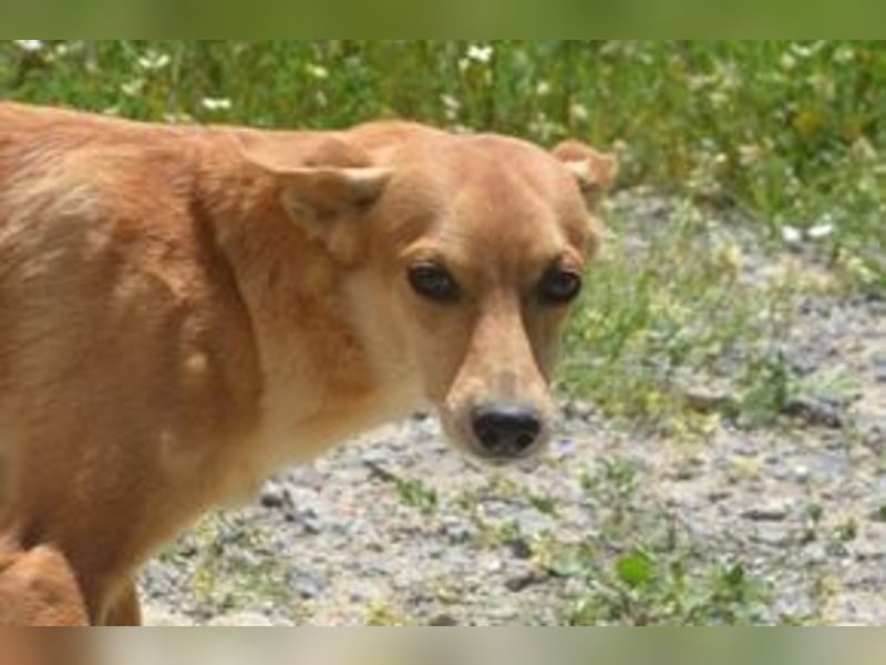 Mel, eine von zwölf zurückgebliebenen Hunden sucht ein neues Zuhause