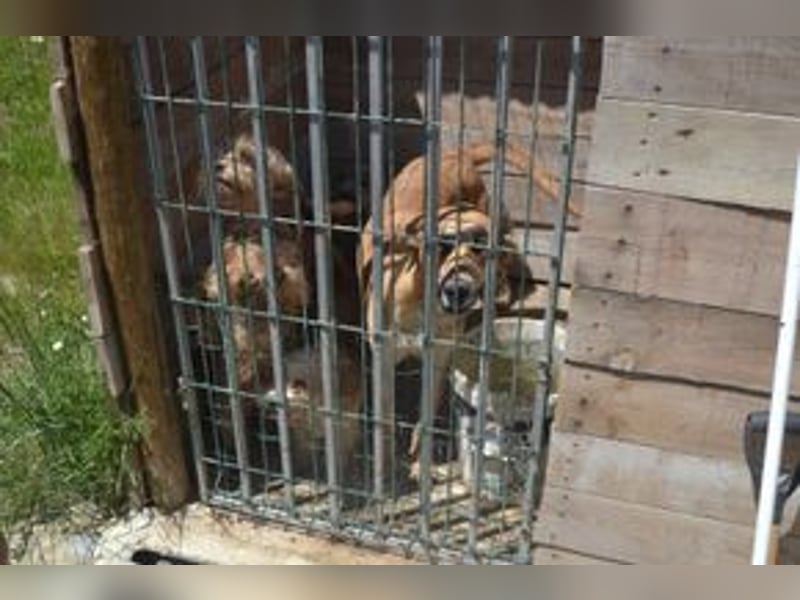 Mel, eine von zwölf zurückgebliebenen Hunden sucht ein neues Zuhause