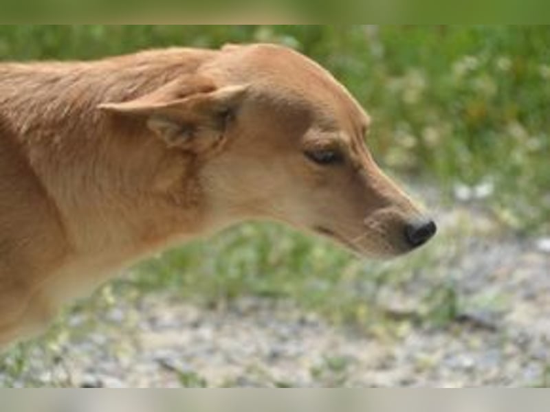 Mel, eine von zwölf zurückgebliebenen Hunden sucht ein neues Zuhause