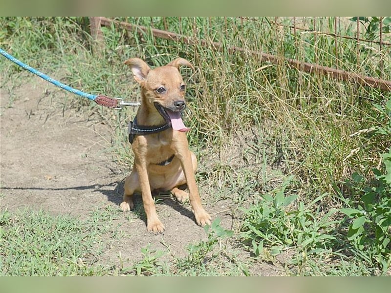 MARIE, zuckersüsse kleine Maus. Der ideale Familienhund