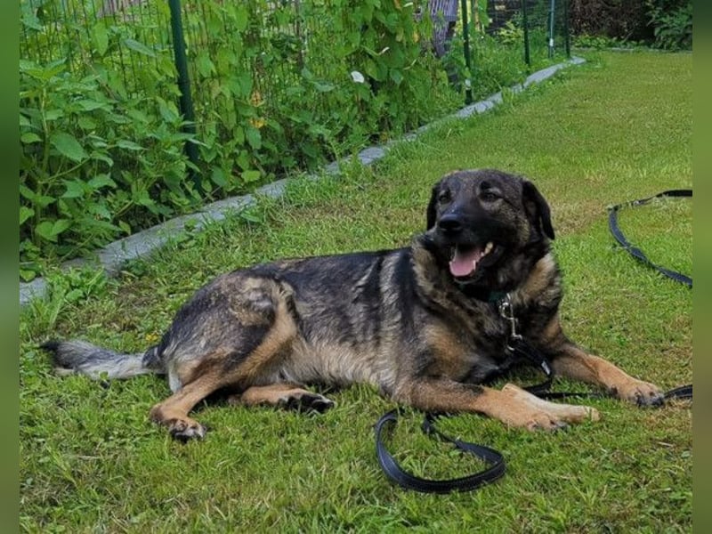 Saga ❤️ wartet in 88161 Lindenberg