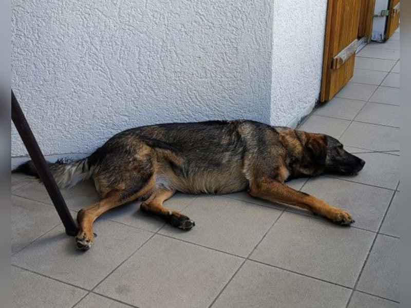 Saga ❤️ wartet in 88161 Lindenberg