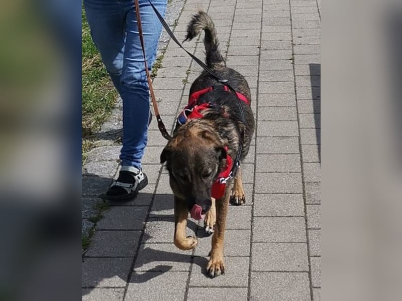 Saga ❤️ wartet in 88161 Lindenberg